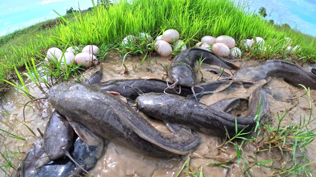 Oh Oh, catch A lot of fish and pick duck eggs in rice field catch by hand Fishing skills