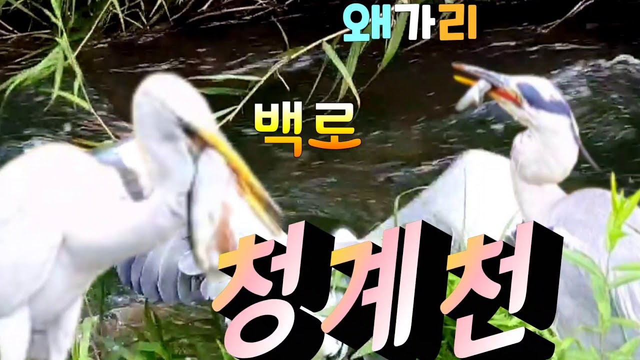 왜가리.백로