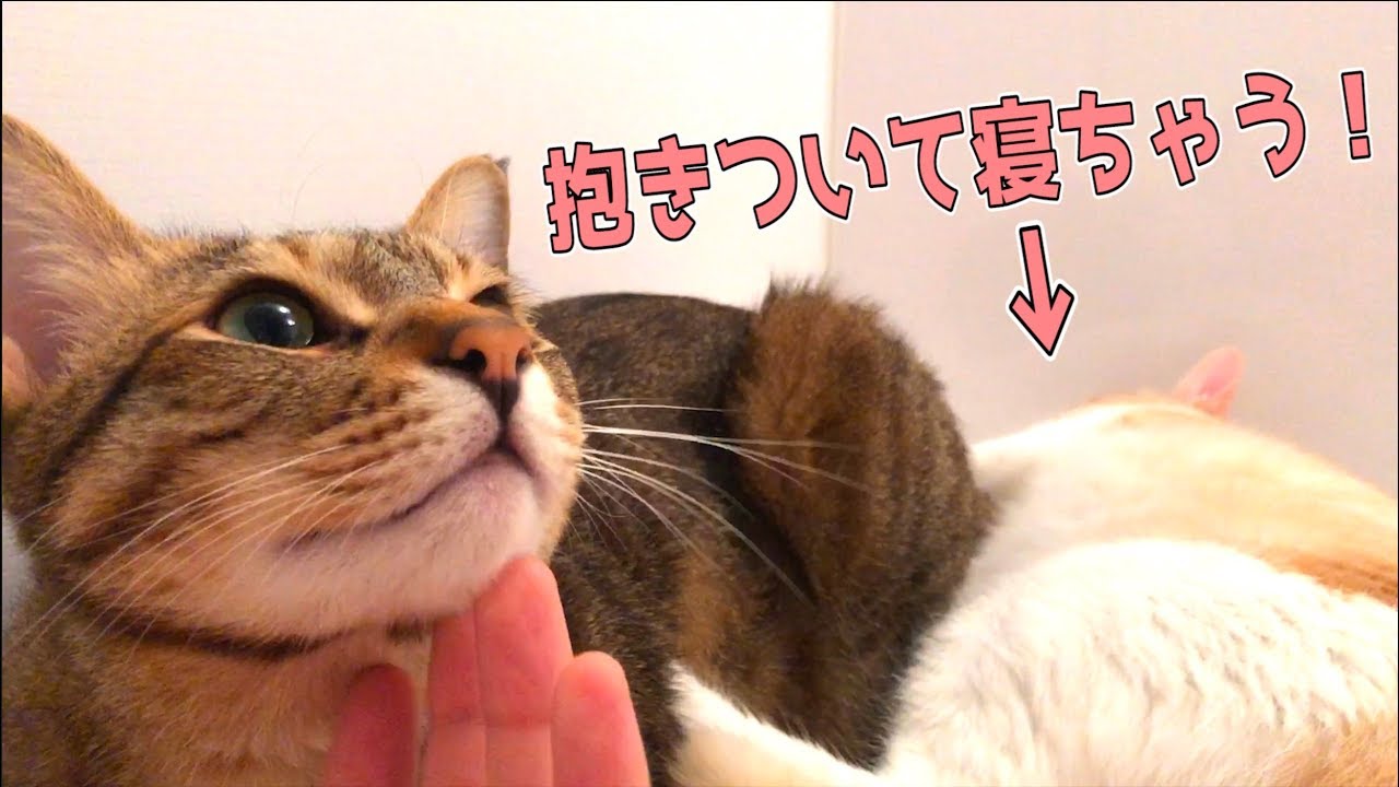 一緒に寝れるのが嬉くて抱きついて寝ちゃう猫が可愛すぎたwww
