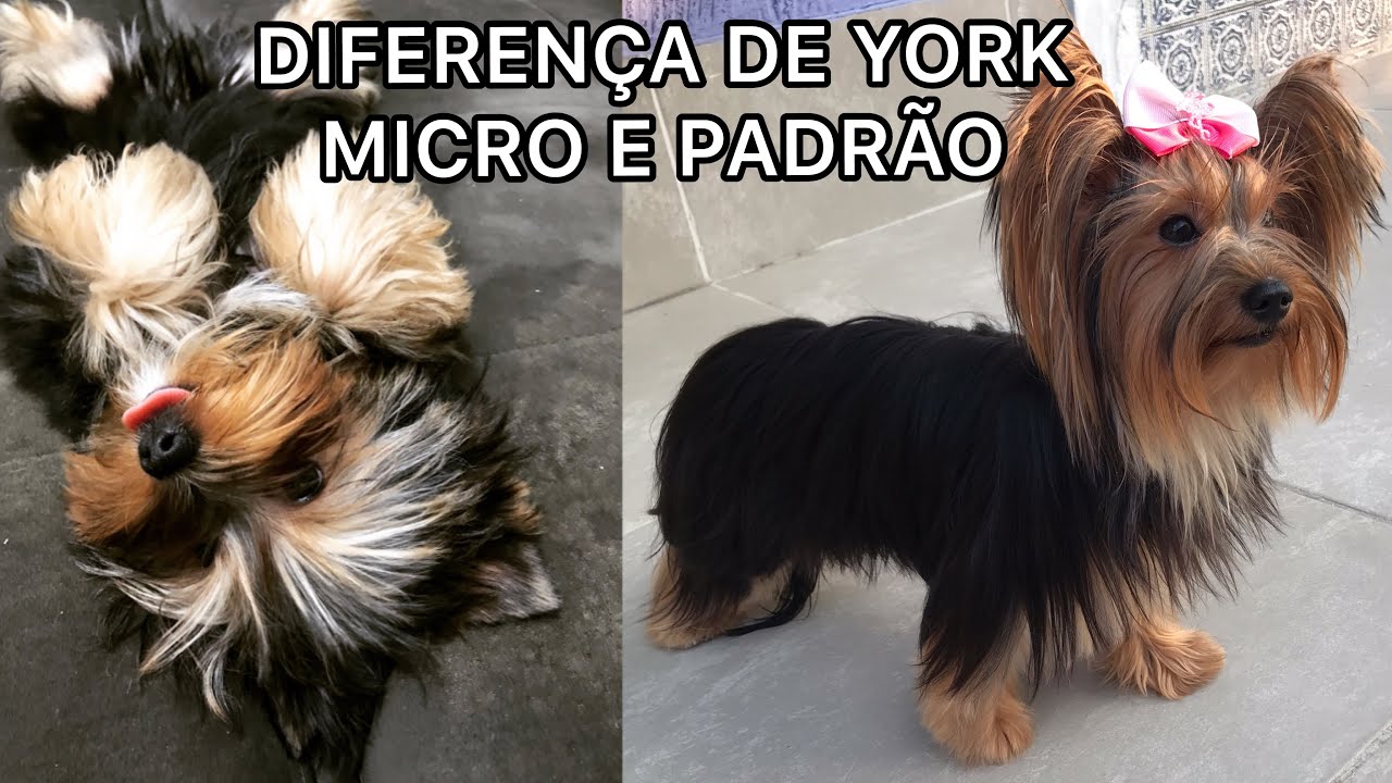 Diferença de Yorkshire micro e tamanho padrão