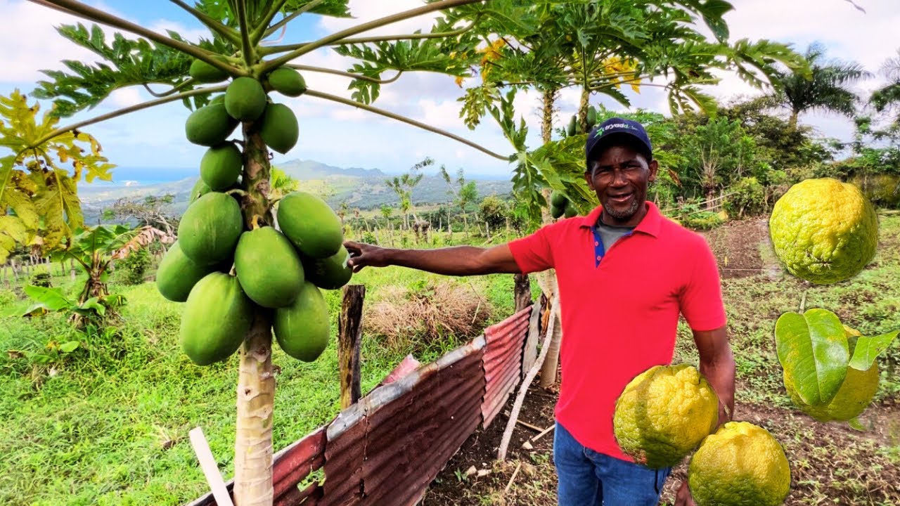 EL CAMPO LA AGÜAITA EN PUERTO PLATA , REPÚBLICA DOMINICANA ES INCREÍBLE.PARTE 1