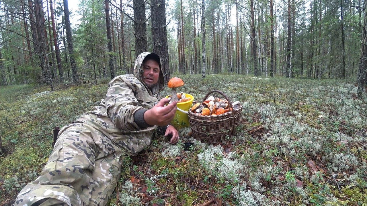 ЗАШЁЛ В БОР И ОФИГЕЛ, ВСЁ КРАСНЫМ-КРАСНО! КРАСНОГОЛОВИКИ НА КАЖДОМ ШАГУ \ ТИХАЯ ОХОТА 2022-ОСЕНЬ !!