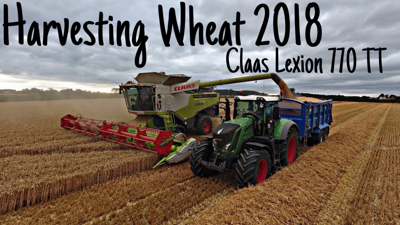 Claas Lexion 770 TT - Harvesting Wheat