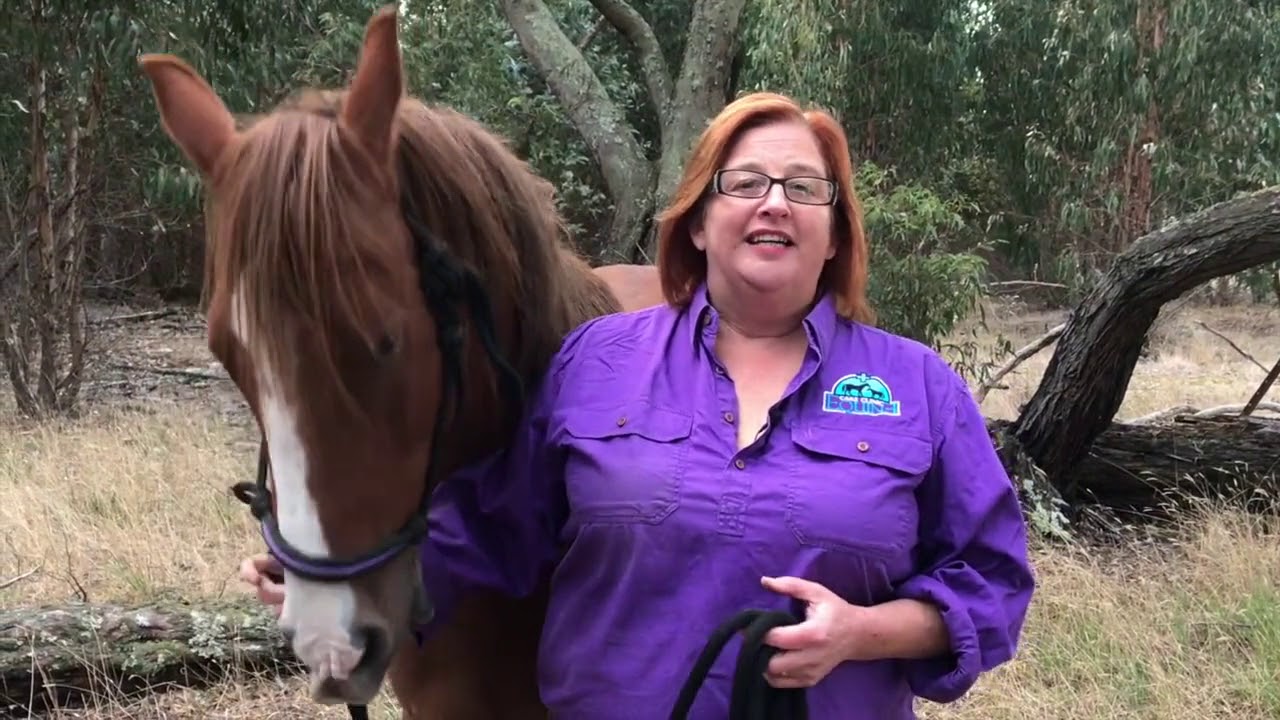 Horse Care Tip 11 Practice makes perfect