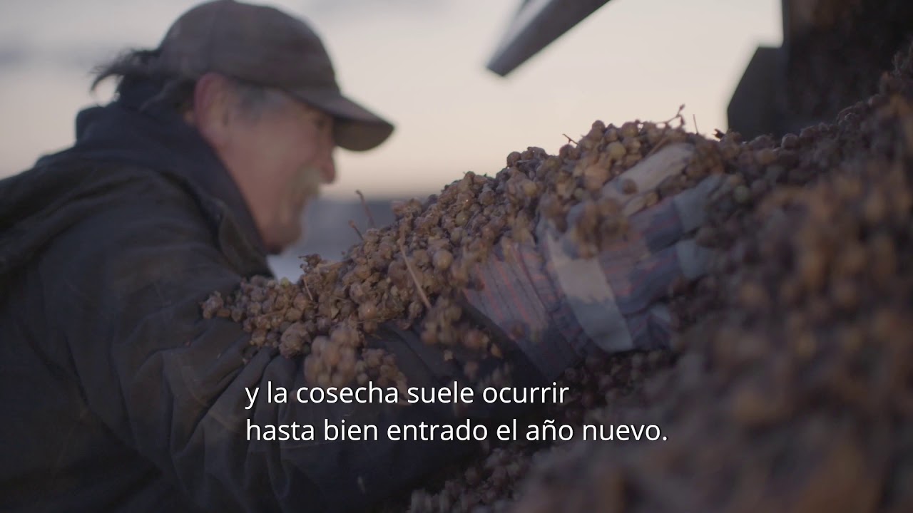 VQA Icewine - How it's Made (Spanish Version)