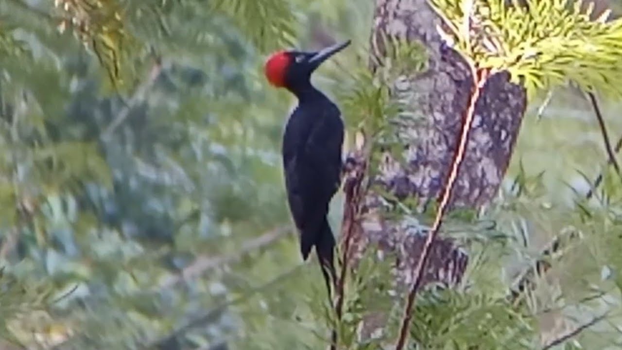 White bellied woodpecker rare encounter with call.. #woodpecker 