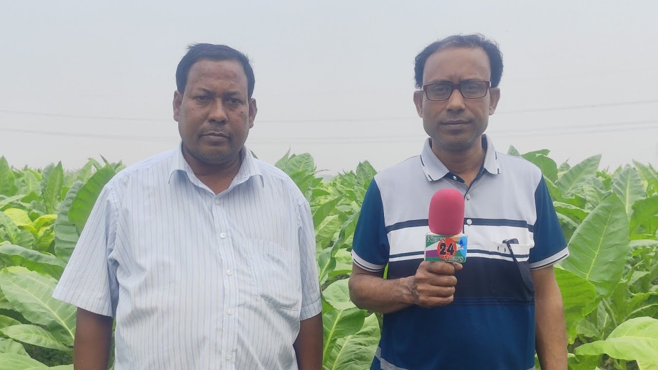 তামাক উৎপাদনে কৃষকরা ন্যায্য মূল্য থেকে বঞ্চিত News 24 Views is live