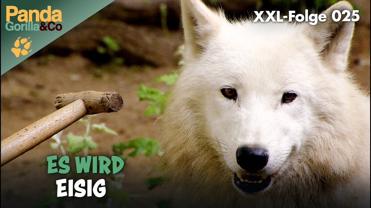 XXL-Spezial: Diese Tiere sind frostiges Klima gewöhnt | Panda, Gorilla & Co.