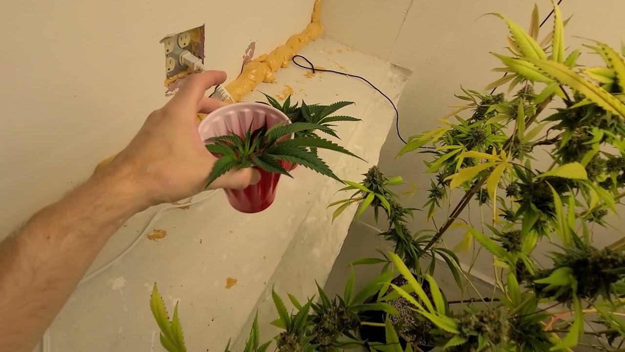 Day 66 - Pre-harvest defoliation - Last run of the Funky Charms and Slurricane