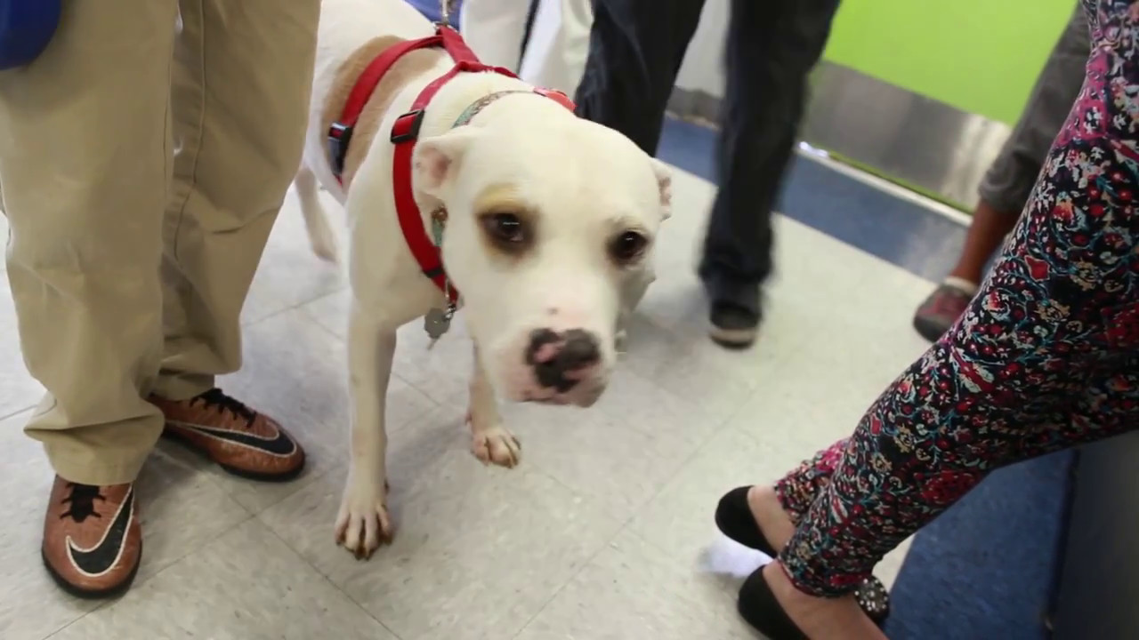 Pet Community Center removes barriers that prevent animals from getting care