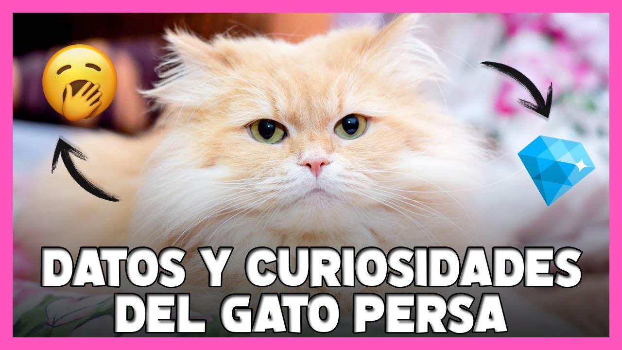 GATO PERSA: 10 Datos y Curiosidades sobre esta raza 🐱
