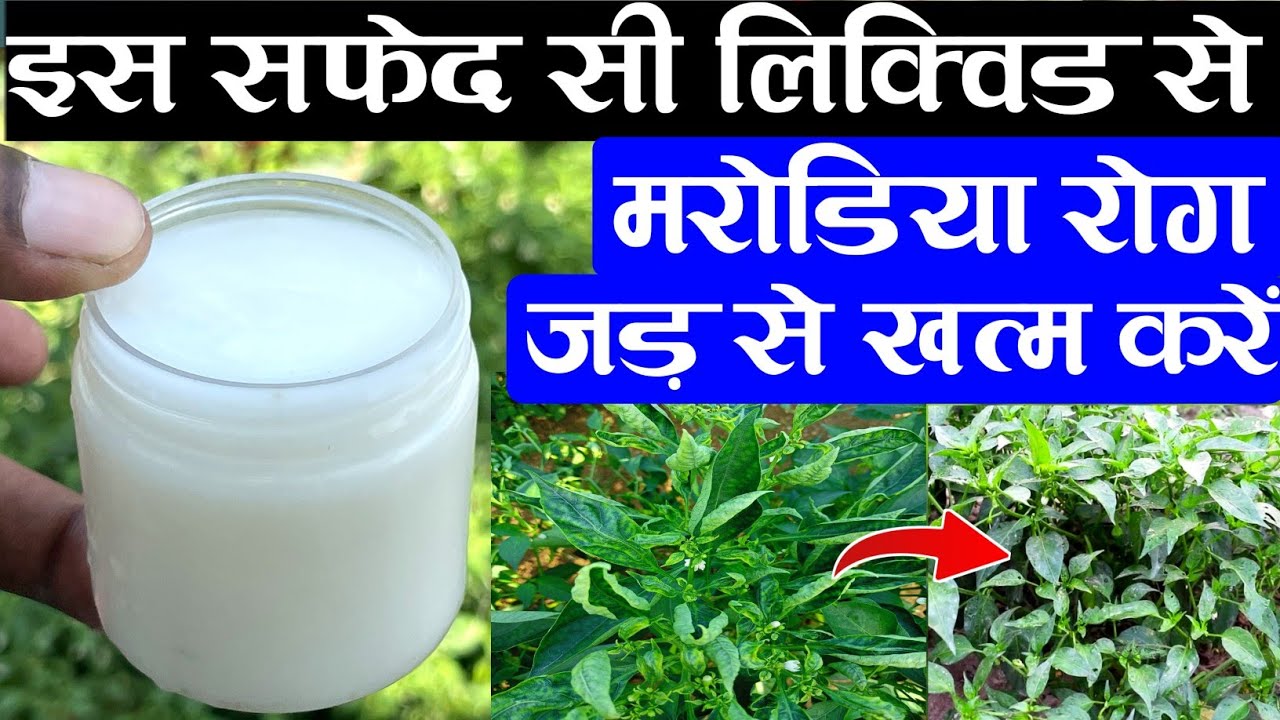 इस सफेद सी लिक्विड से मरोडिया रोग जड़ से खत्म करें || Mirch Ka Marodia Kaise Dur Karen || Leaf Curl