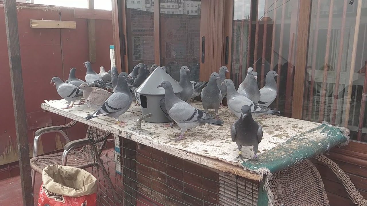 الوقت المناسب لعزل الزغاليل عن ٱبائهم(عملية الفطام)وما يقدم لهم خلال الأسبوع الأول من هذه المرحلة🐣🕊️