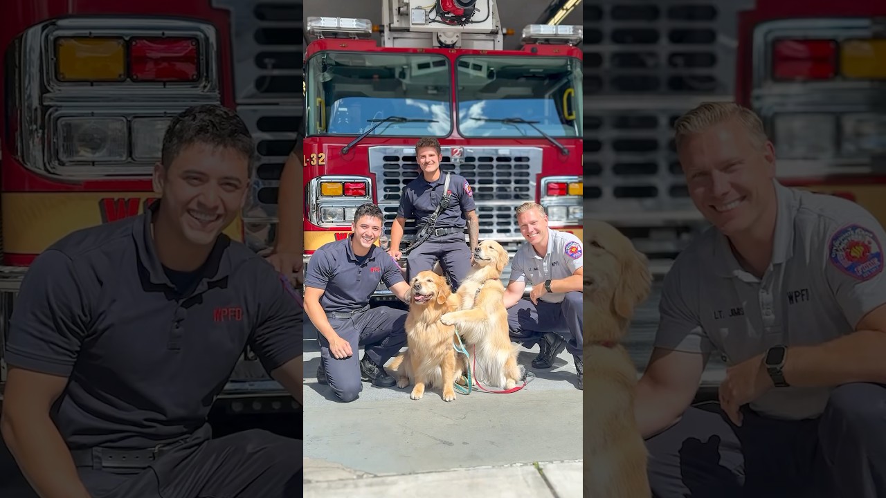 Therapy dogs visit NY Firefighters