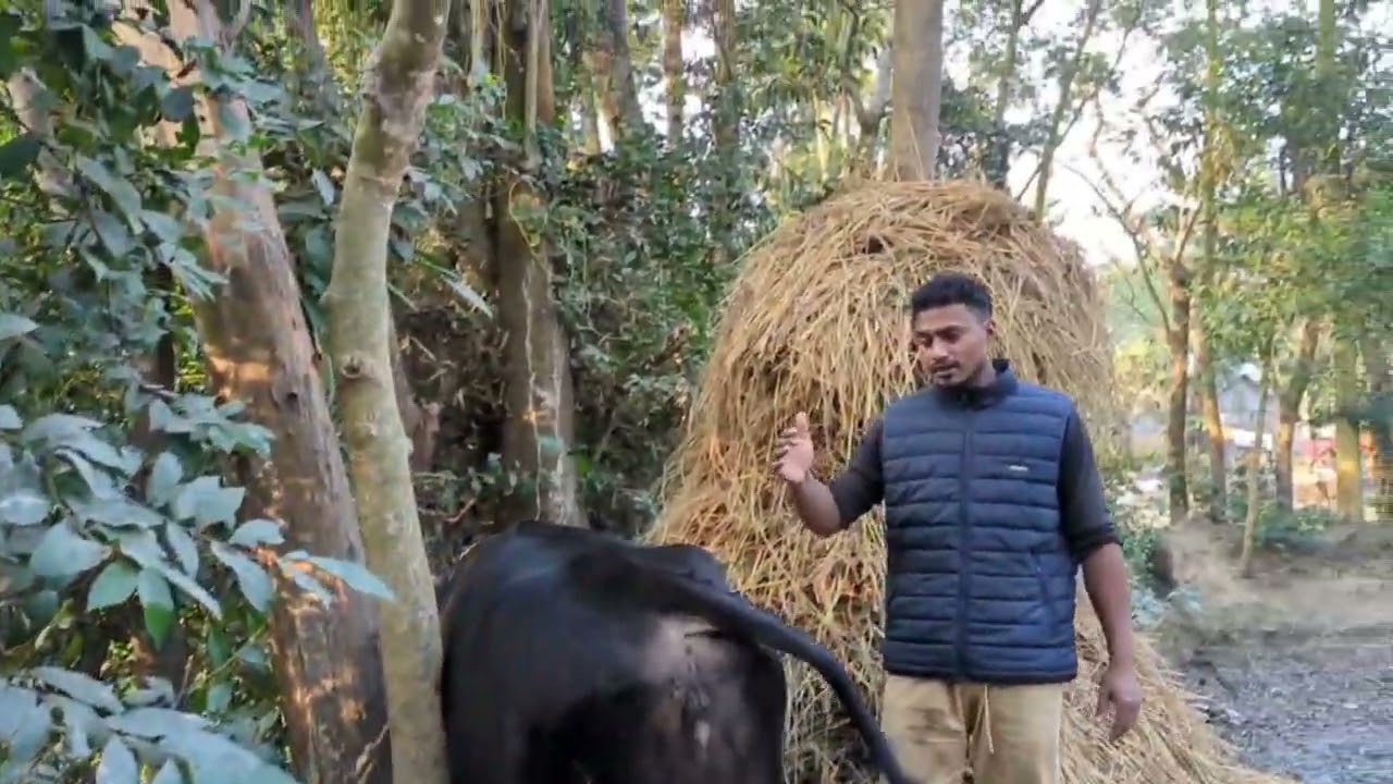 গর্ভকালিন সময়ে বকনা বাচুরের যে যে বিষয়ের প্রতি লক্ষ রাখতে হবে🐄🐂❤️