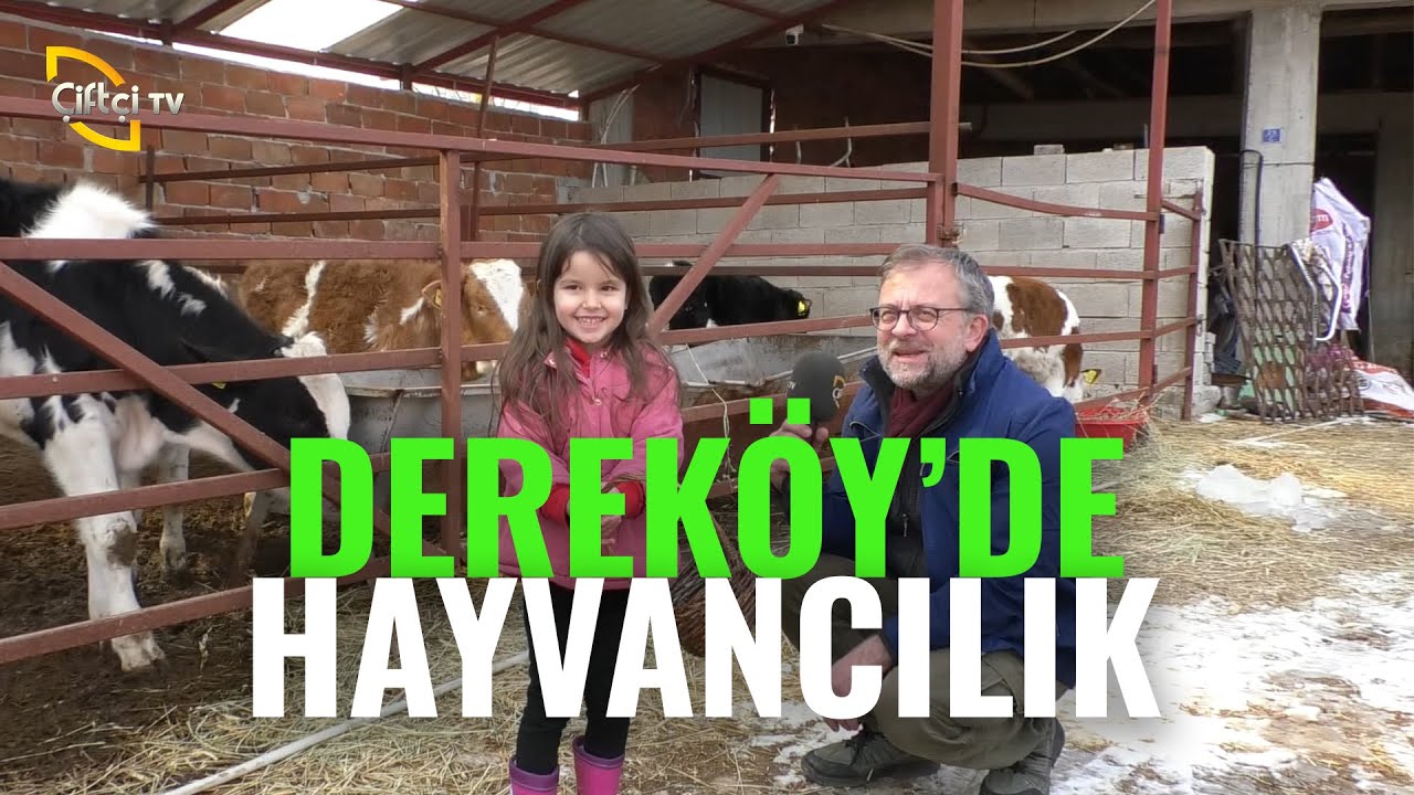 Dereköy'de Hayvancılık - Bizim Köy