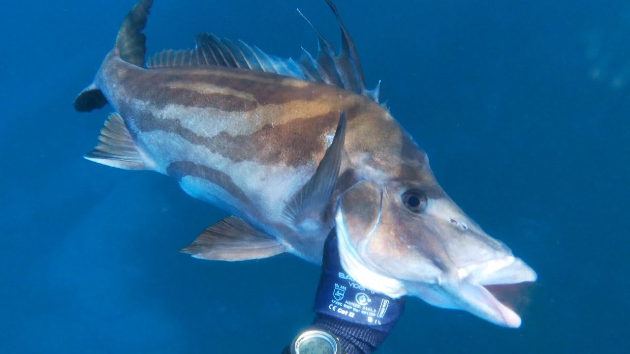 Spearfishing Giant Boarfish in Sydney