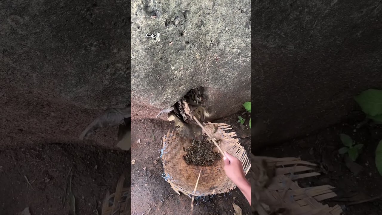 Harvest lots of quail nests #youtubeshorts #nature