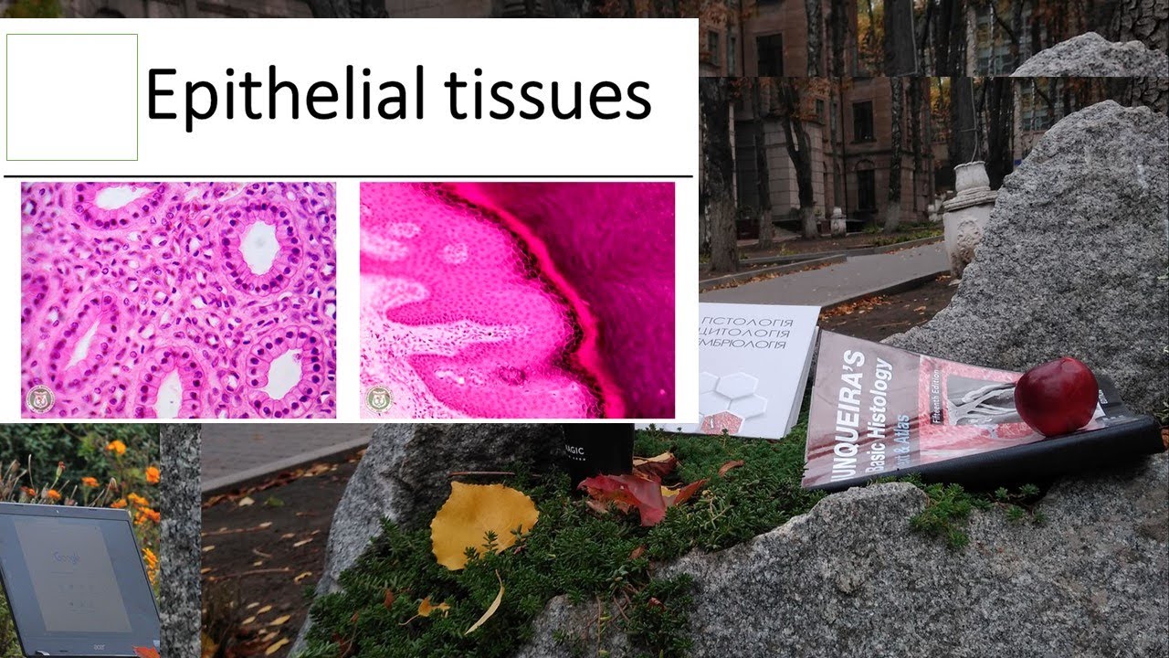 5.Epithelial tissues histology lectures 1080p