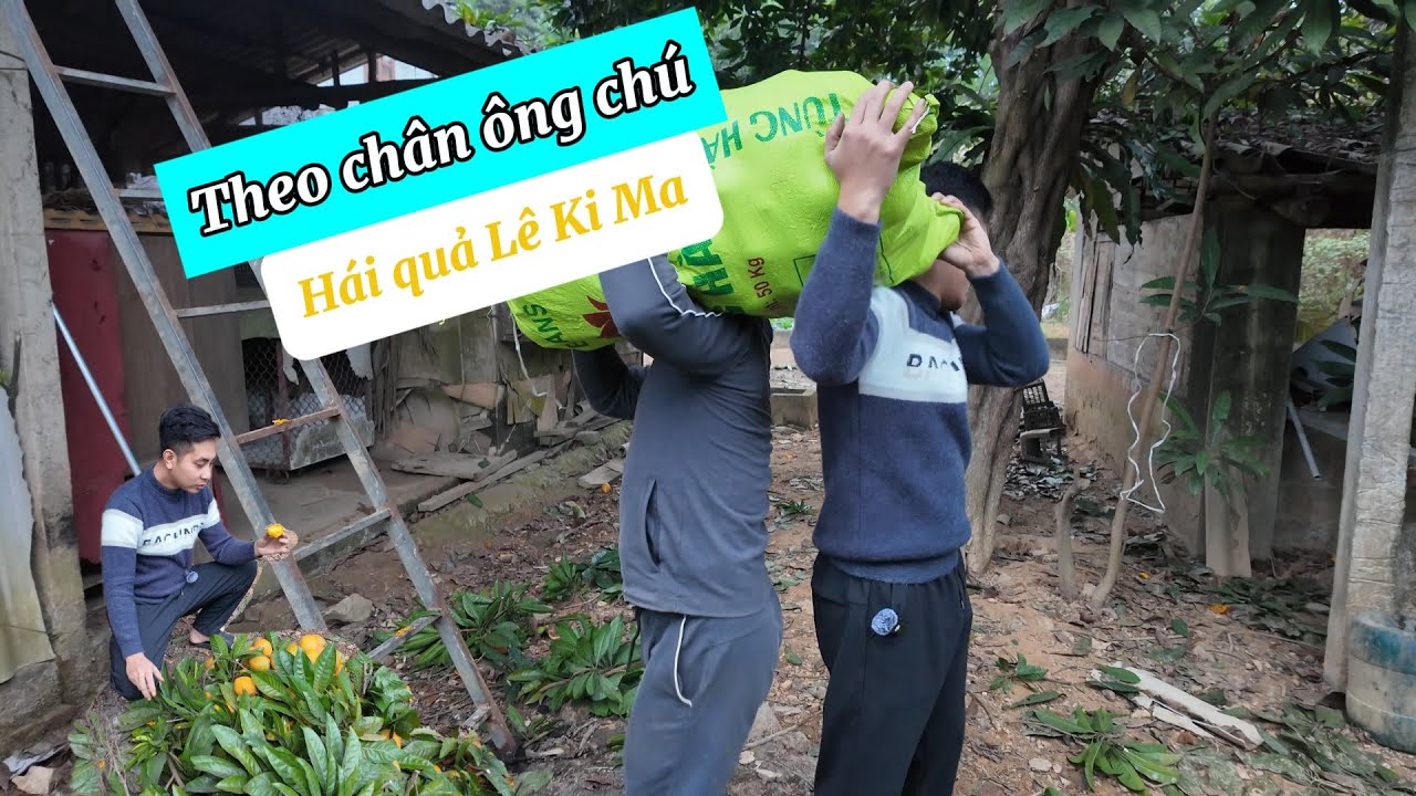 Trải Nghiệm Đi Hái Quả Lê Ki Ma (Trứng Gà) Cùng Ông Chú HÀI HƯỚC