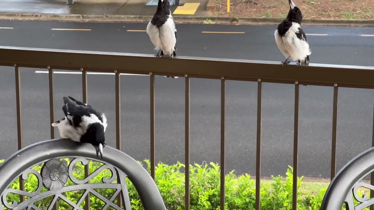Qld Hervey Bay Butcher Birds singing
