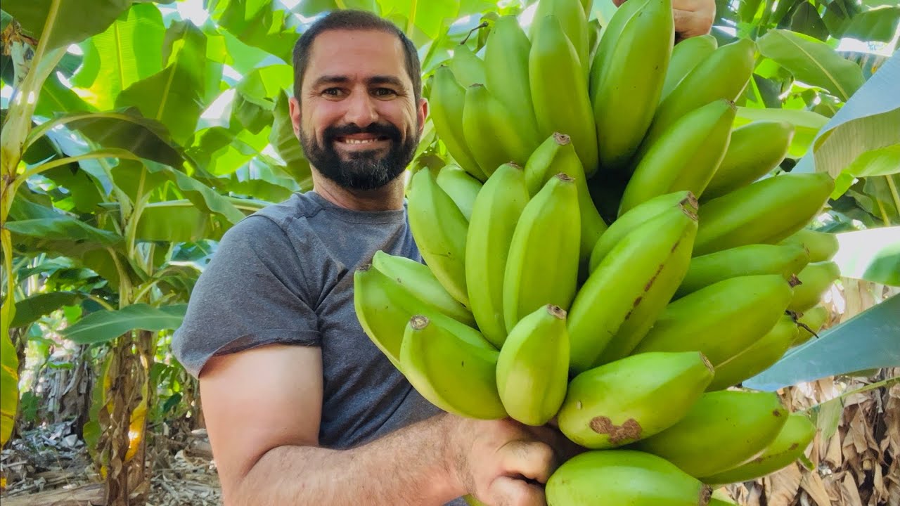 COMO LIMPAR A BANANEIRA