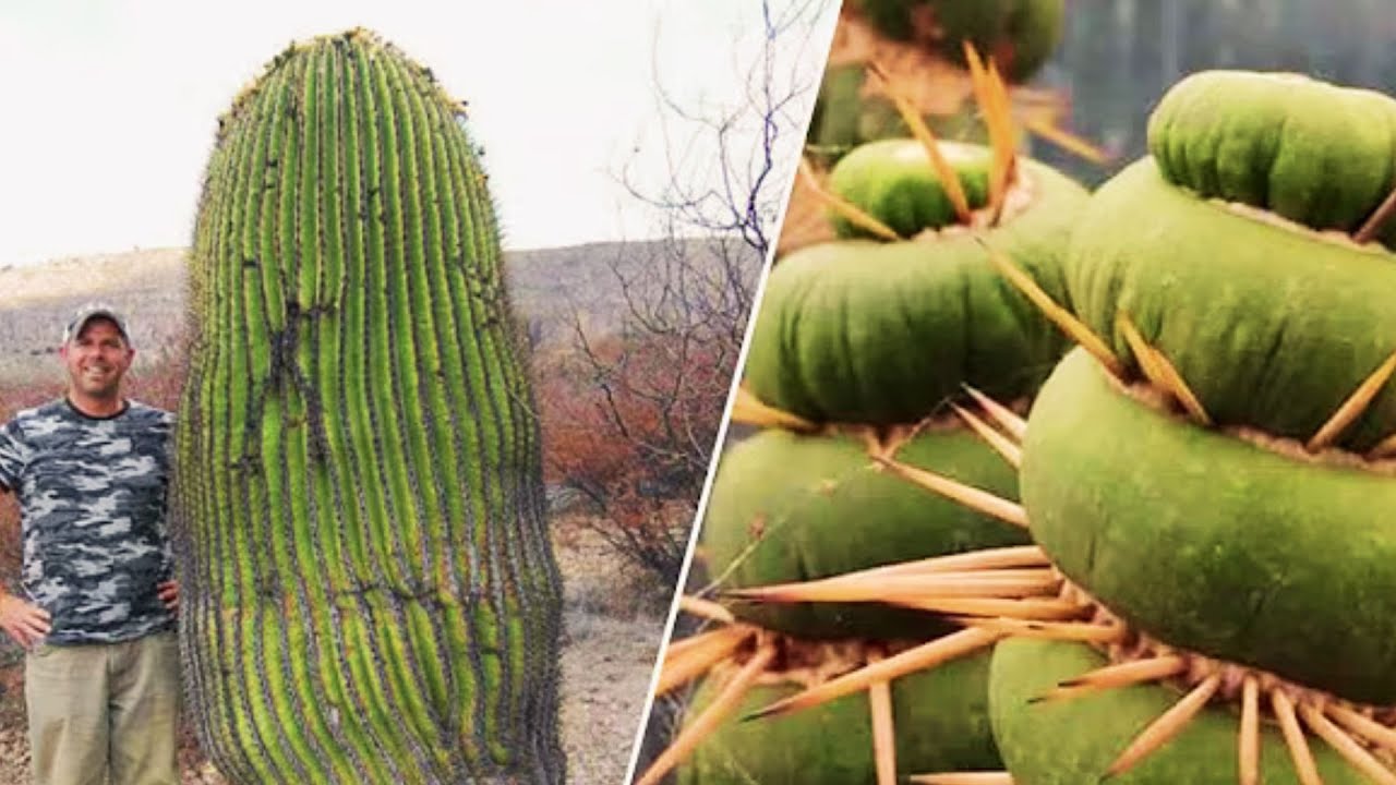 15 Cactus Exoticos Mas Raros E Inreibles Del Mundo