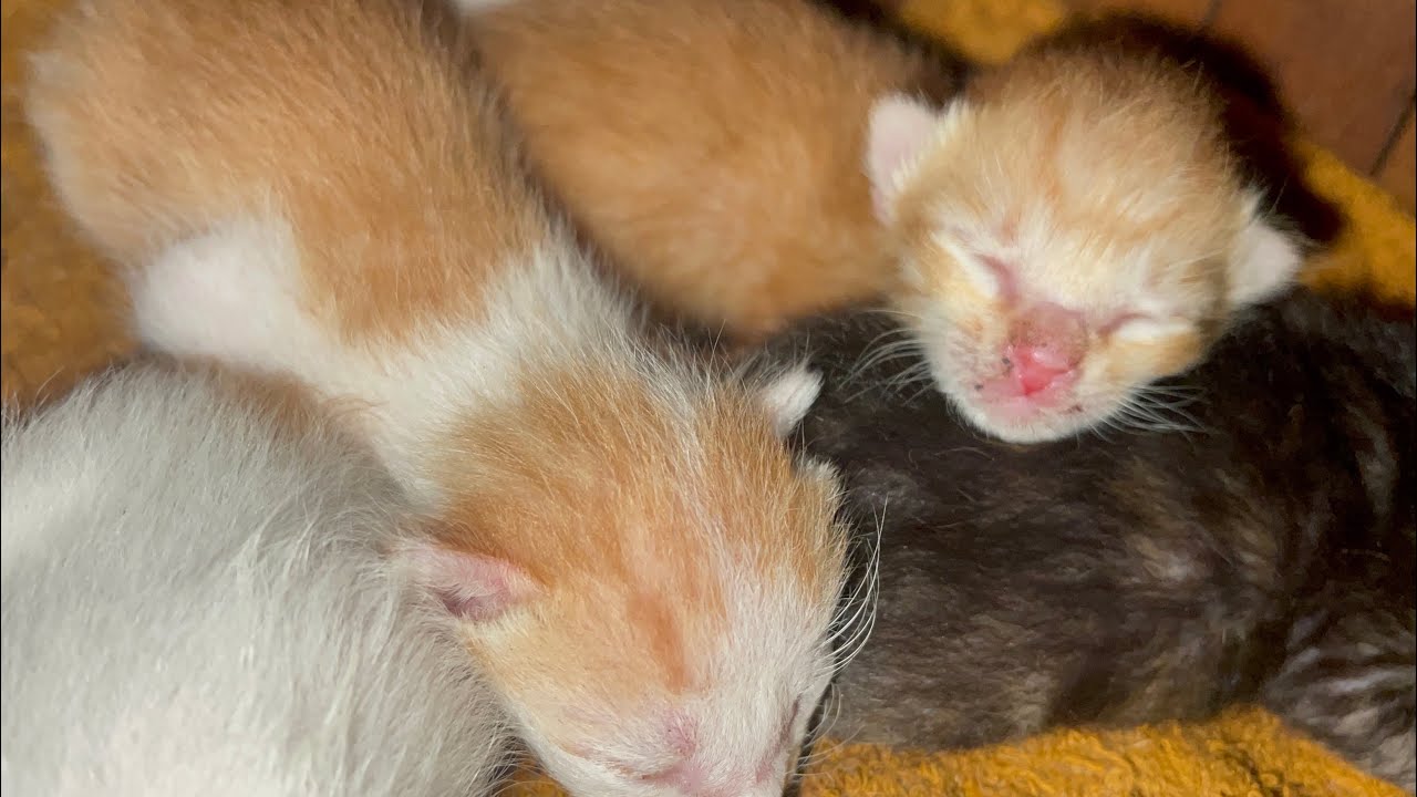 Mother's milk is really important for kittens | LUCY Official