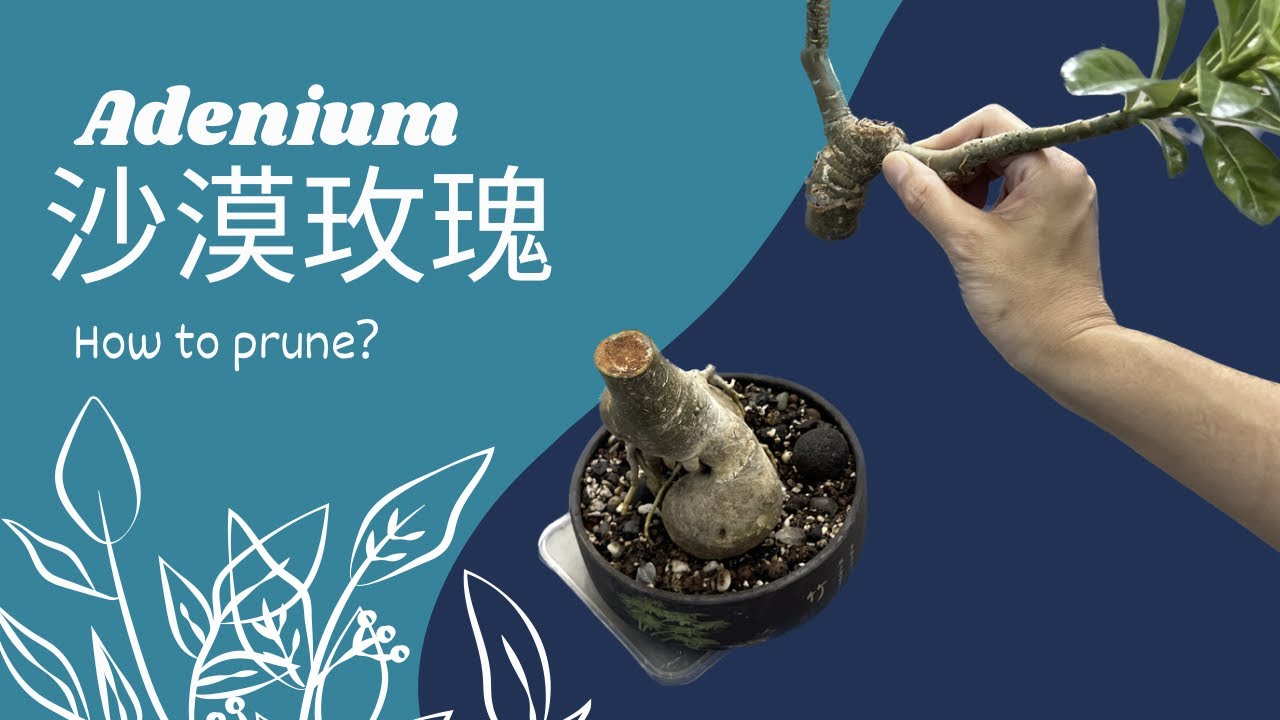 How to prune desert rose  沙漠玫瑰理“光头” #adenium #adeniumplants #desertrose #沙漠玫瑰