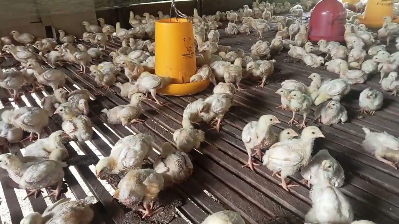 Cek ayam di usia 11 hari sehat semua