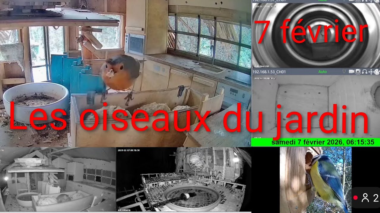 Live Les oiseaux du jardin 🐦🌳 7 Février 2026 #Oiseaux #Jardin #Nature #birds #animals #live
