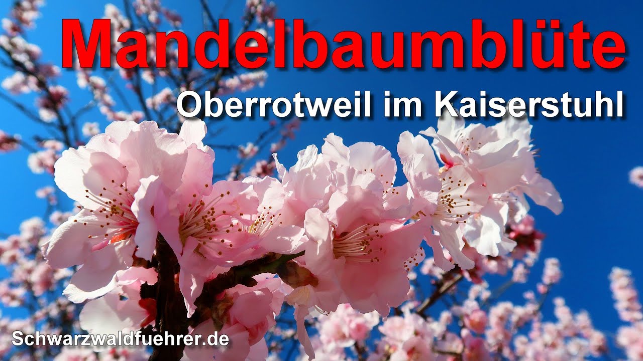 Mandelbaumbl&uuml;te in Oberrotweil im Kaiserstuhl
