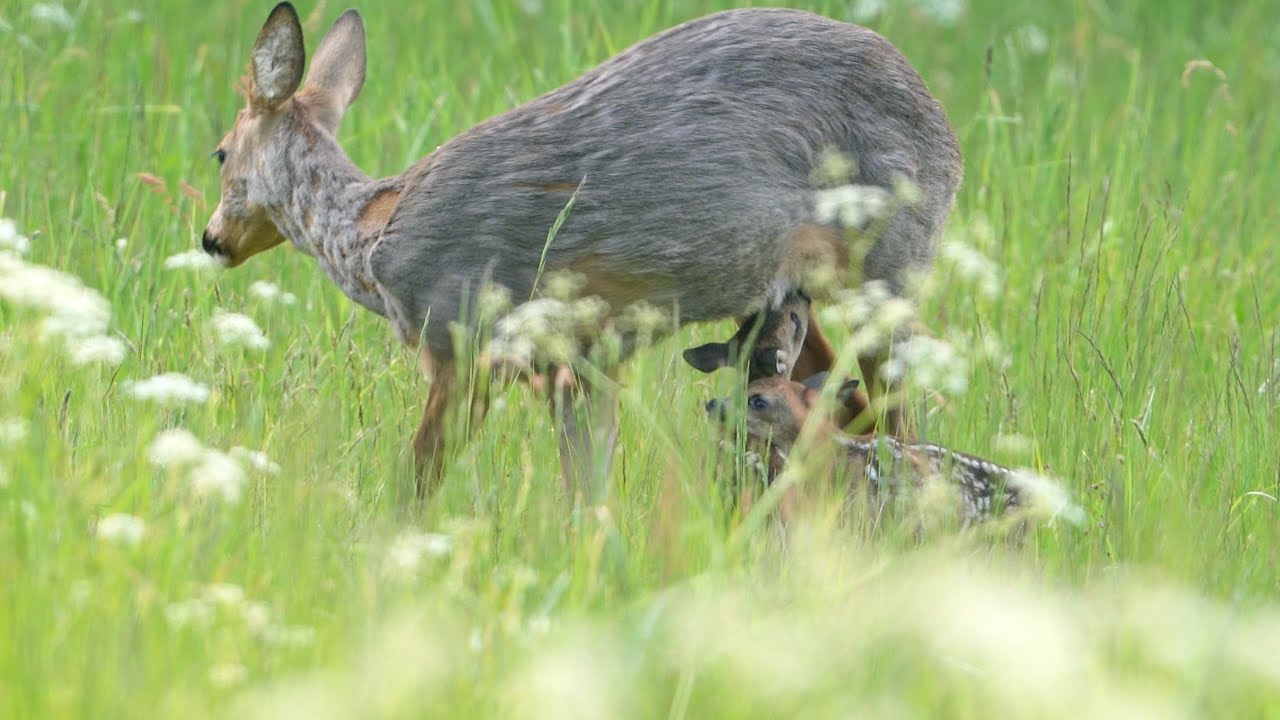 Baby roe deer | Wildlife photography | 4K