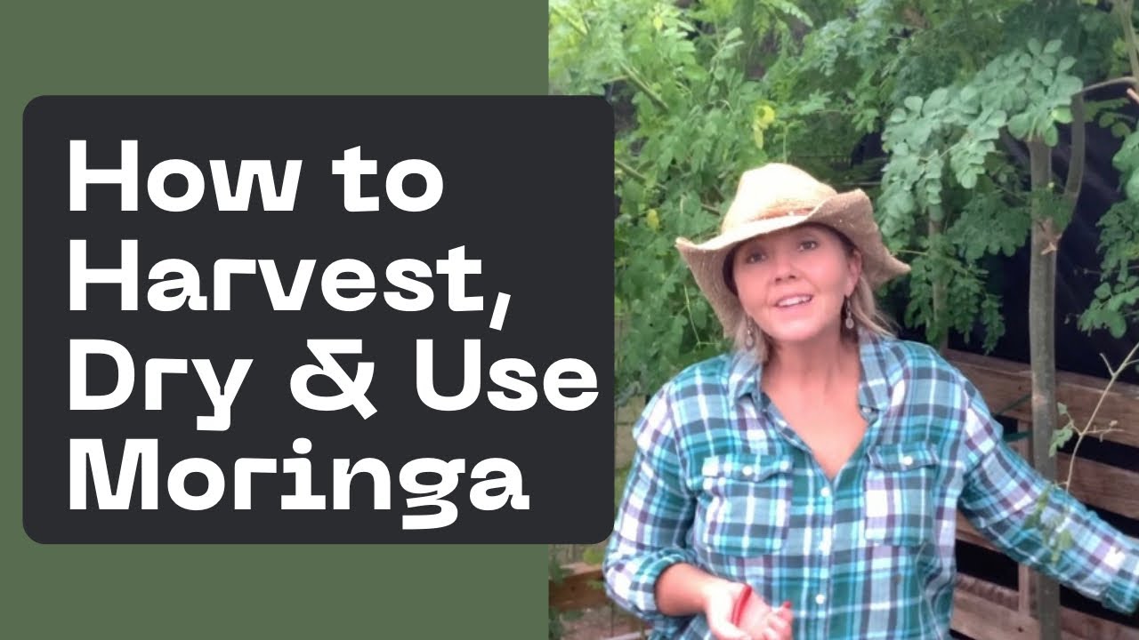 How to Harvest, Dry & Use Moringa