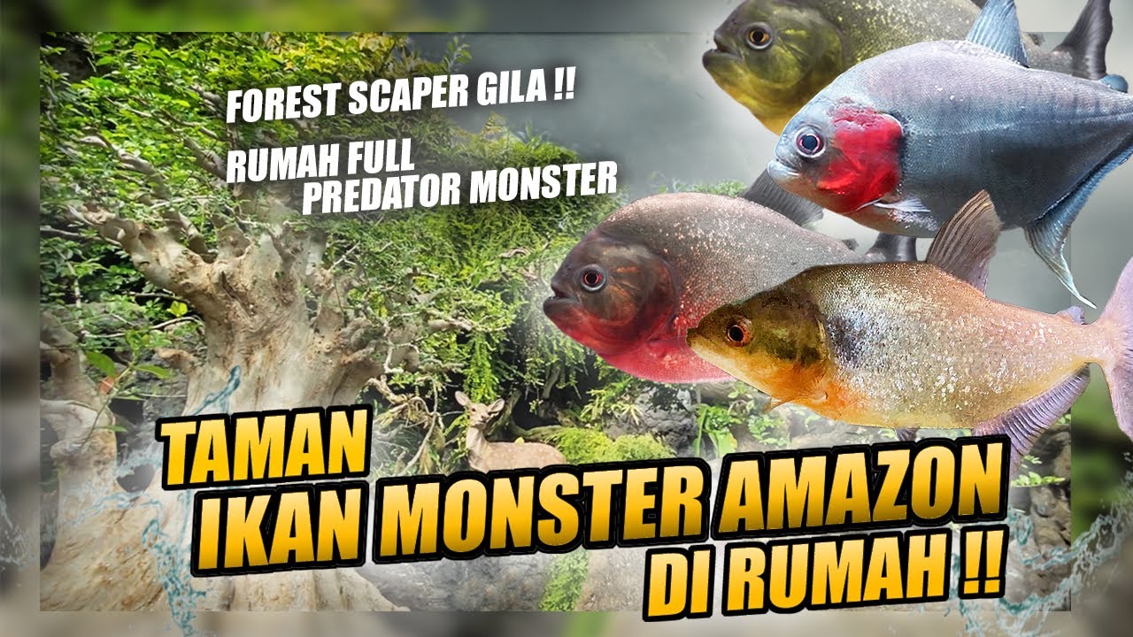GREBEK SILENT HOBBYIST !! KOLEKTOR IKAN PREDATOR BUAS AMAZON FULL SATU RUMAH BRO !