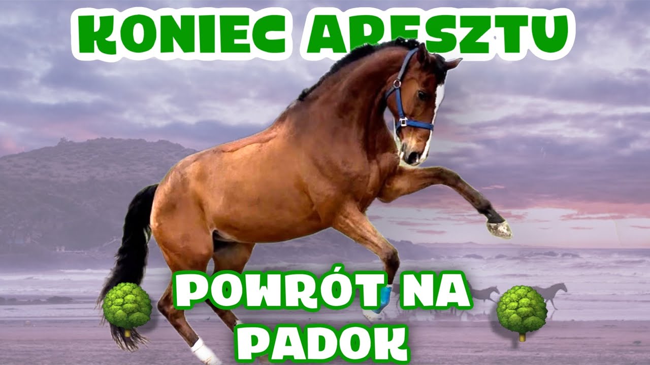 SONET WYSZEDŁ NA PADOK 🥰 PS. TEN KOŃ JEST ŚWIRNIĘTY 🤯🤣