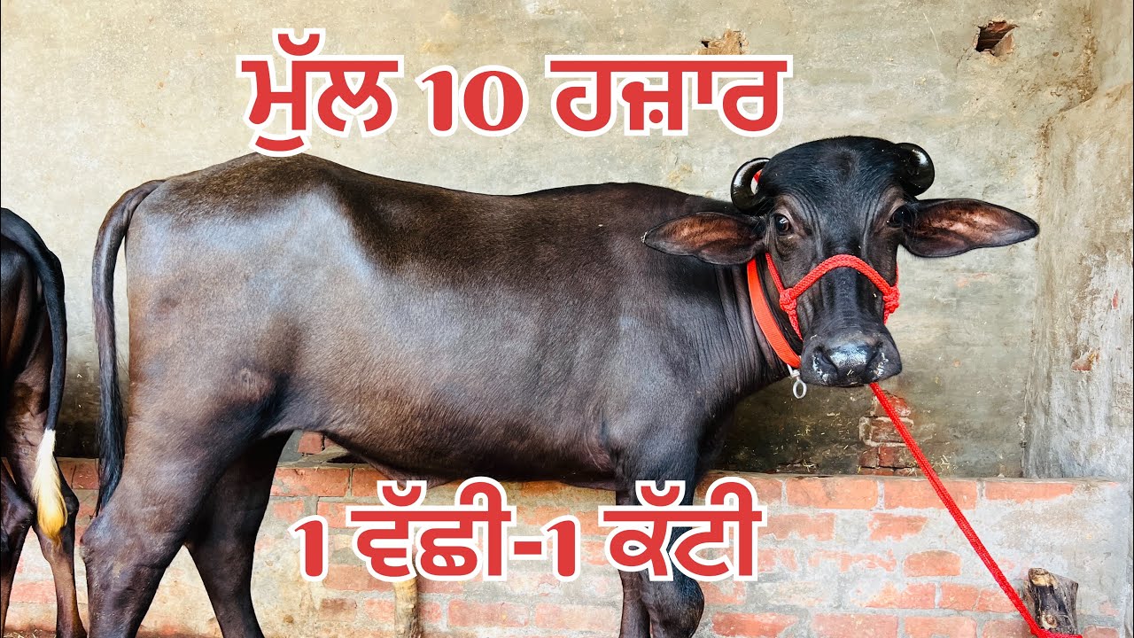 ਮੁੱਲ 11 ਹਜ਼ਾਰ 🔥1 ਖੀਰੀ ਕੱਟੀ-1 ਖੀਰੀ ਵੱਛੀ ਵਿਕਾਉ-2 heifers for sale #brardairyfarmmoga 