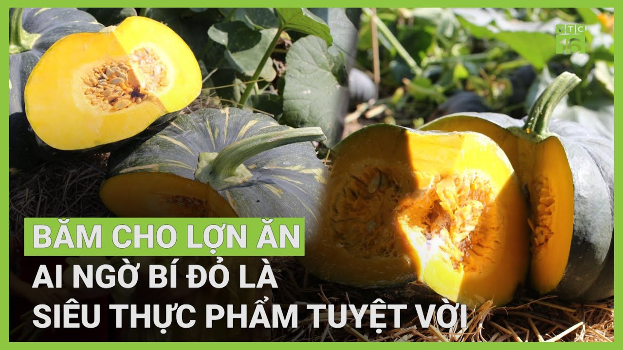 Bí đỏ: Siêu thực phẩm cho trí não, chữa nhiều bệnh? | VTC16