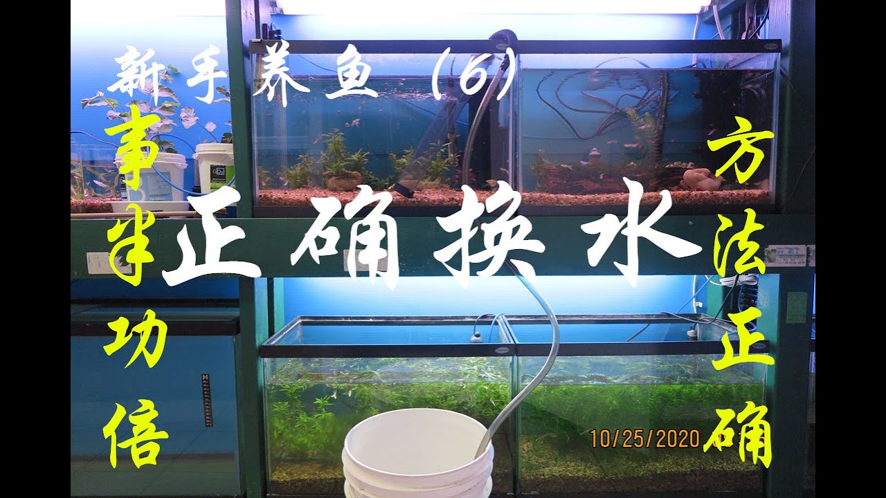 【新手养鱼6】如何正确地给鱼缸换水？How to  change the water properly in a fish tank?