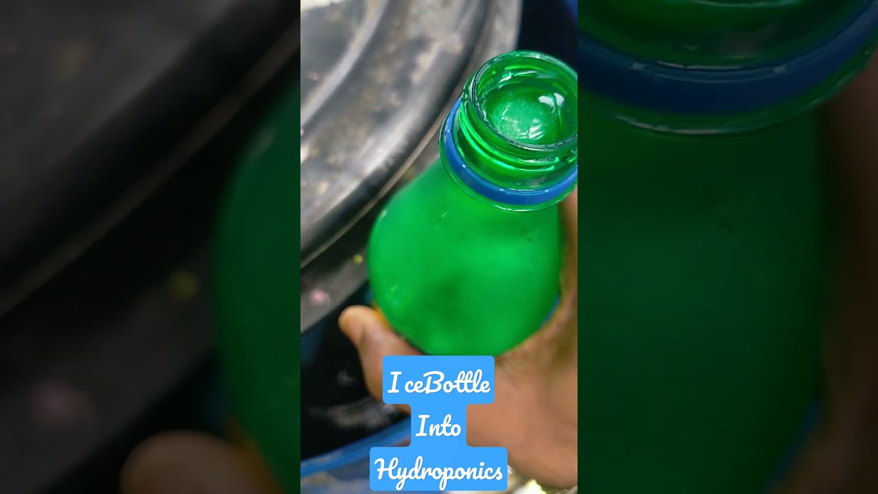 Dropped ice bottle into #hydroponics reservoir to reduce water temperature. #chennai #summer