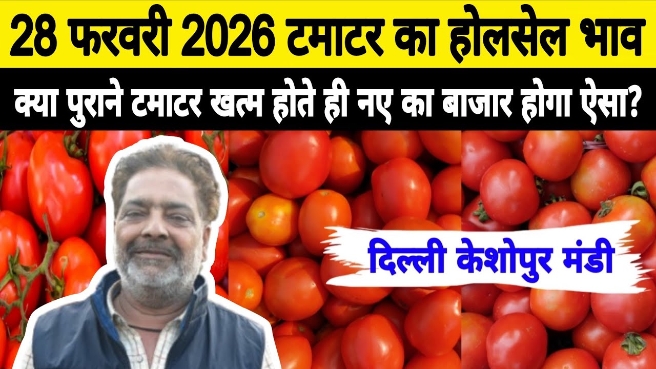 28 Feb 2026 Delhi 🍅 टमाटर होलसेल भाव | Keshopur Mandi | Today Tomato Rate #tamatar #tamatarmandi