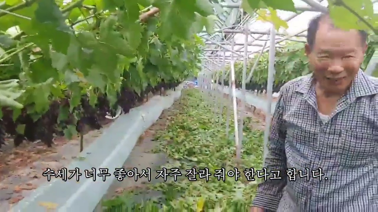올해는 성공 블랙사파이어포도