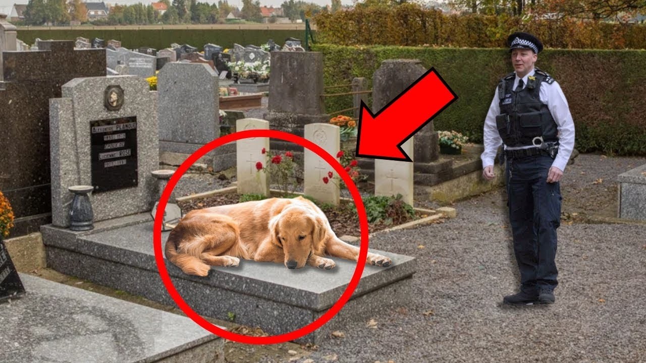 Pies odmawia opuszczenia grobu. Kiedy policja otworzyła grób, ZASTYGŁA ZE STRACHU.