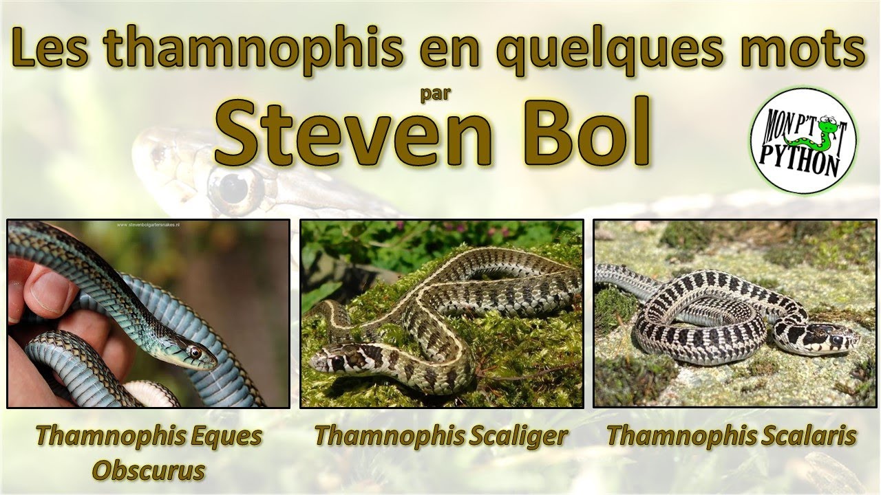 STEVEN BOL nous présente ses THAMNOPHIS EQUES OBSCURUS / SCALIGER et SCALARIS