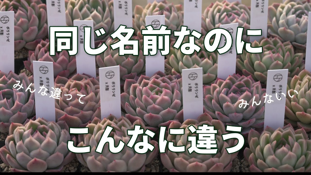 #186【謎に迫ります】知れば知るほど奥深い。エケベリア。