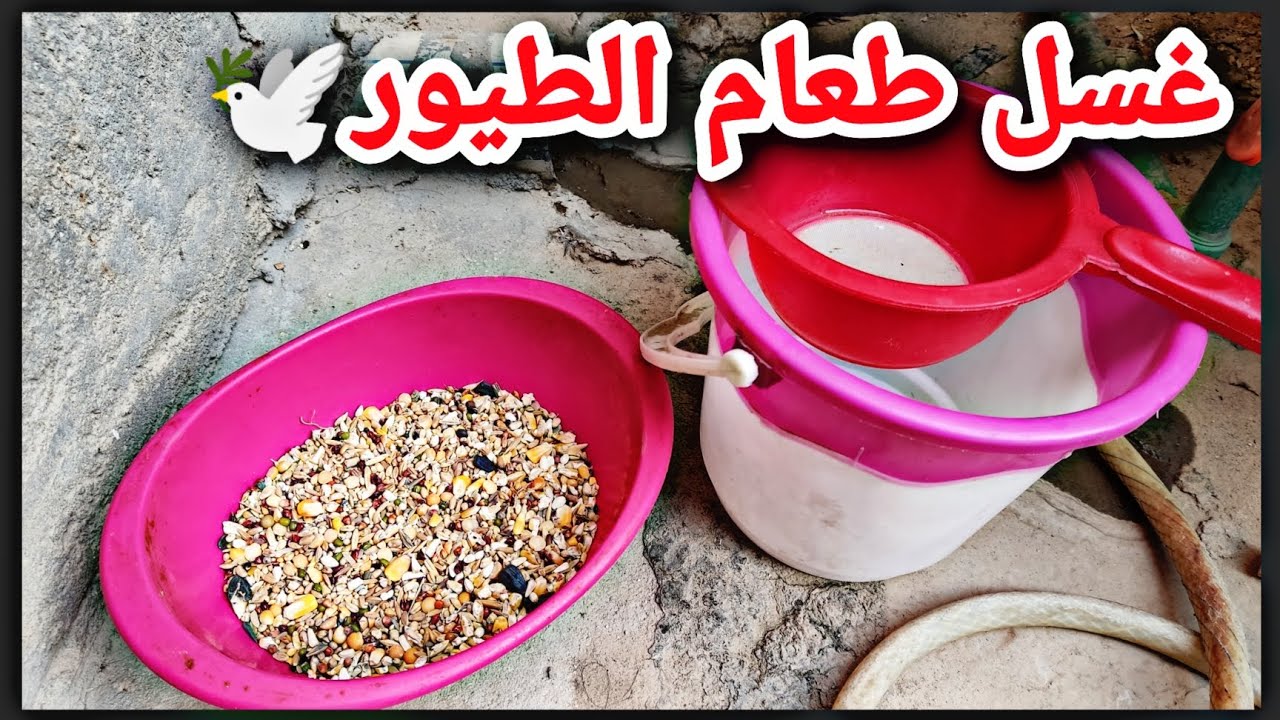 غسل طعام الطيور 🕊️