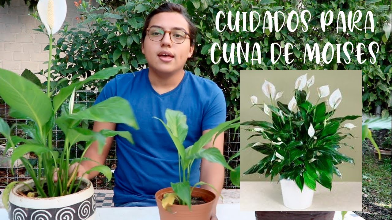 Haz Florecer tu Cuna de Moisés!