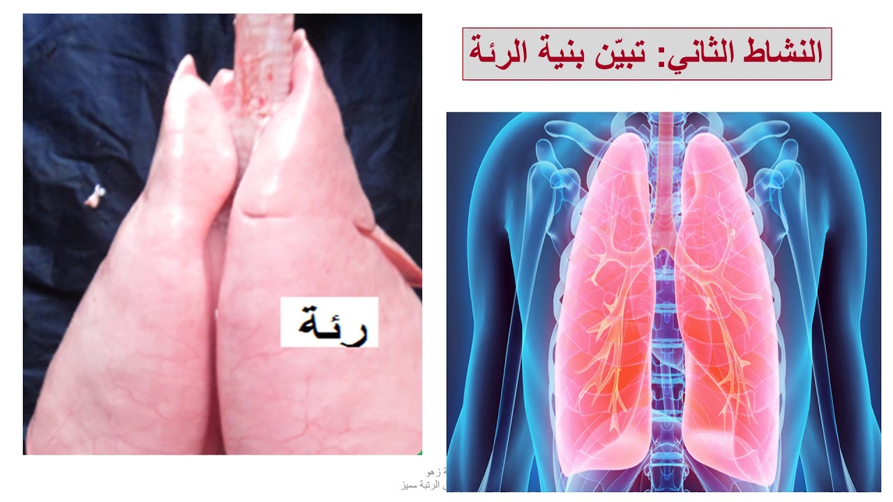 الجهاز التنفسي الجزء الاول