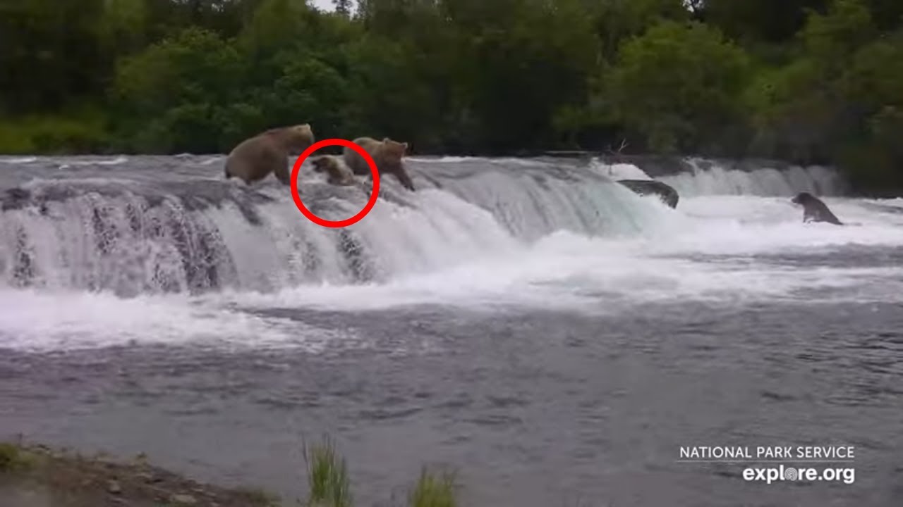 Bears Falling Off Brooks Falls | Best of Bear Cam
