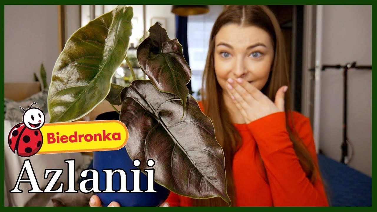 Alokazja azlanii w Biedronce za 17 zł!